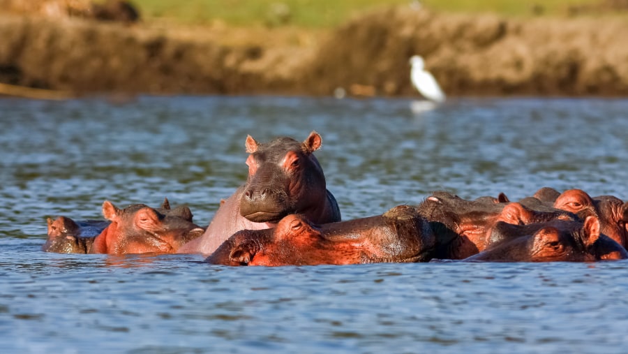Spot hippos