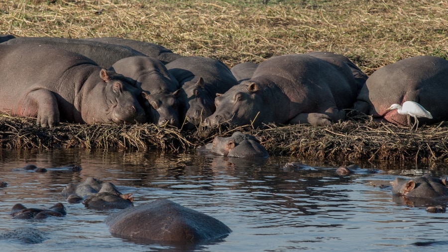 Embark on two game drives in Chobe