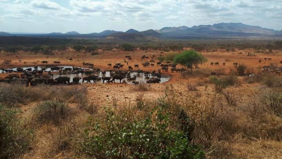 Animals at a watering hole in the Savanna