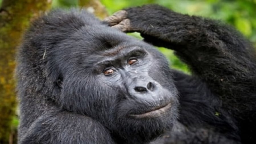 Mountain Gorilla in Bwindi Impenetrable National Park