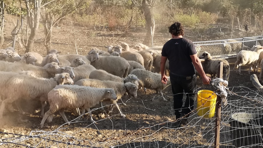 Sheeps in Olbia