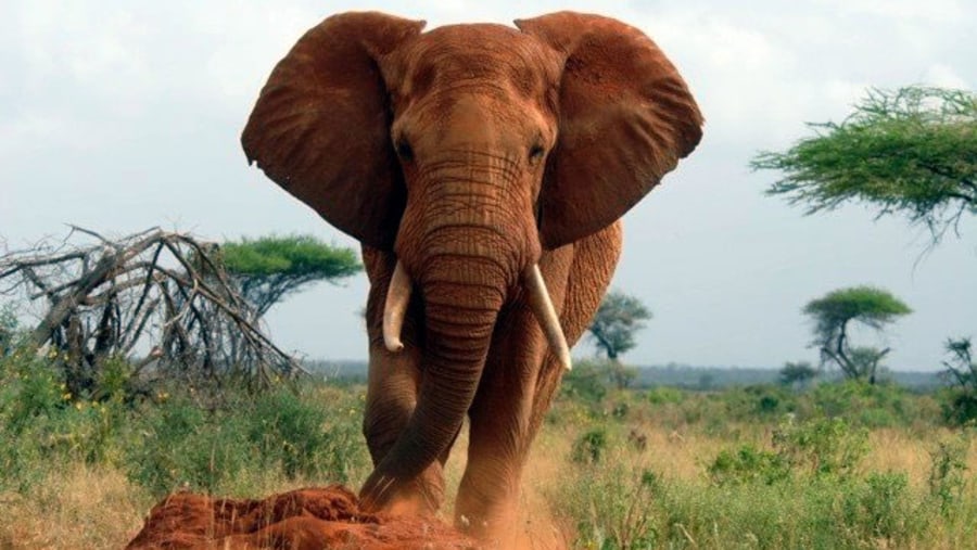 An elephant