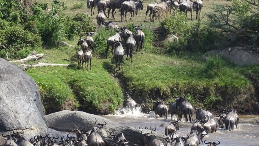 Wildebeest Migration