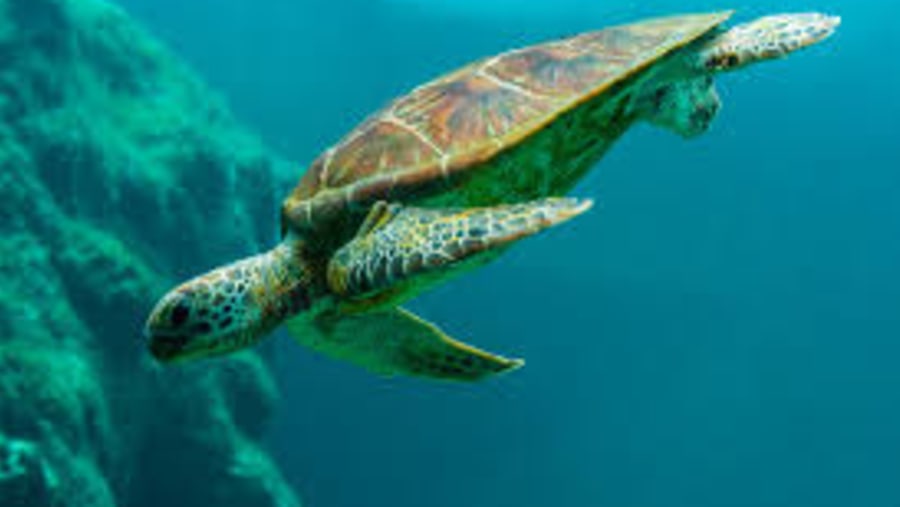 Green sea turtle