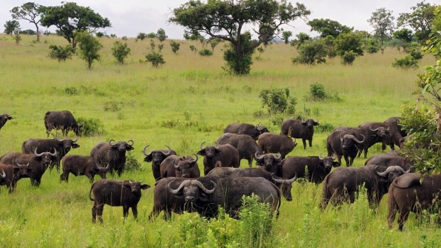 Mikumi National Park