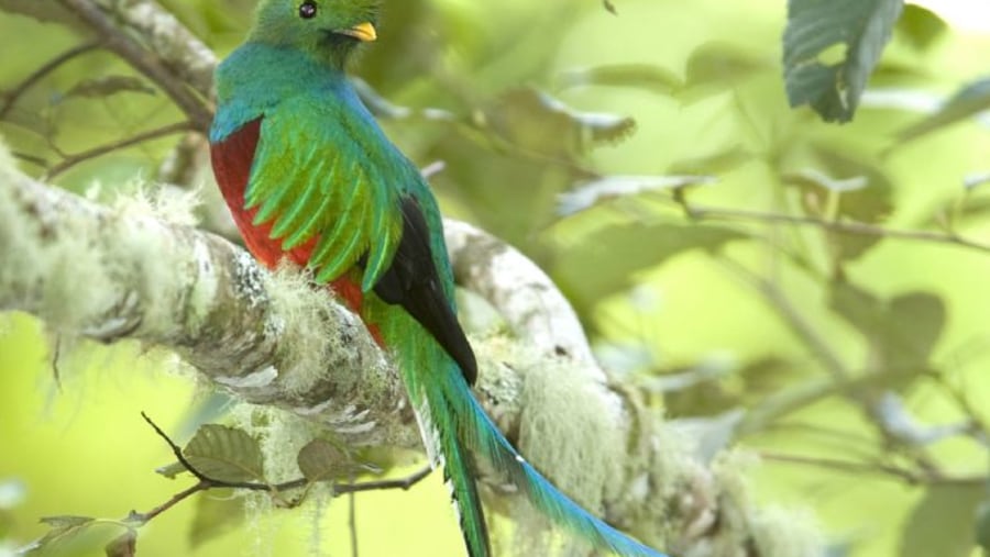 Quetzal watching in Costa Rica