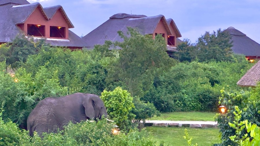 Elephants at Queen Elizabeth National Park