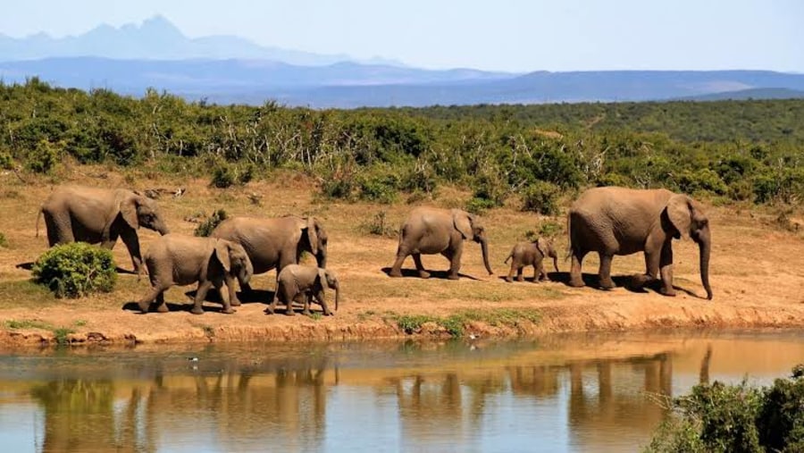 A herd of elephants with the baby elephants in Mkomazi