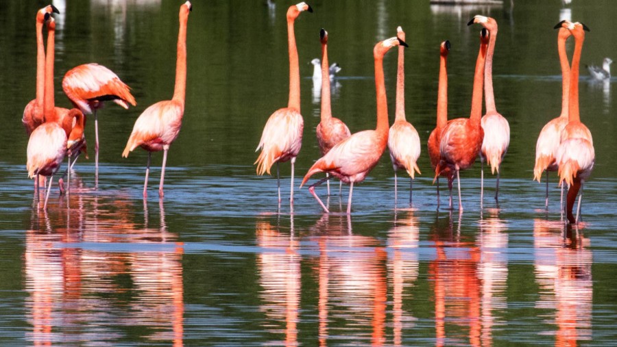 Flamingoes