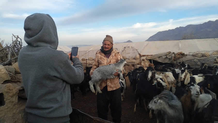 Cattle Farming with the Nomads of Iran