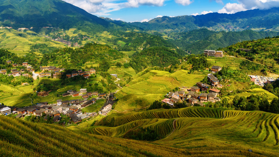 Longji Rice Terraced Fields