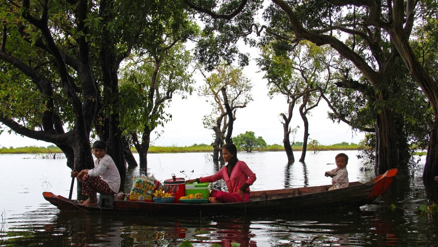 Floating Forest, Siem Reap