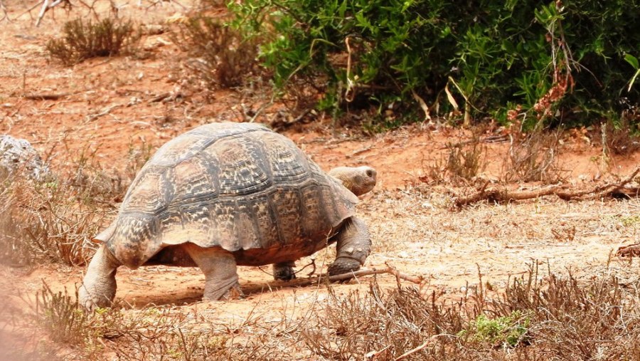 Leopard Tortoise