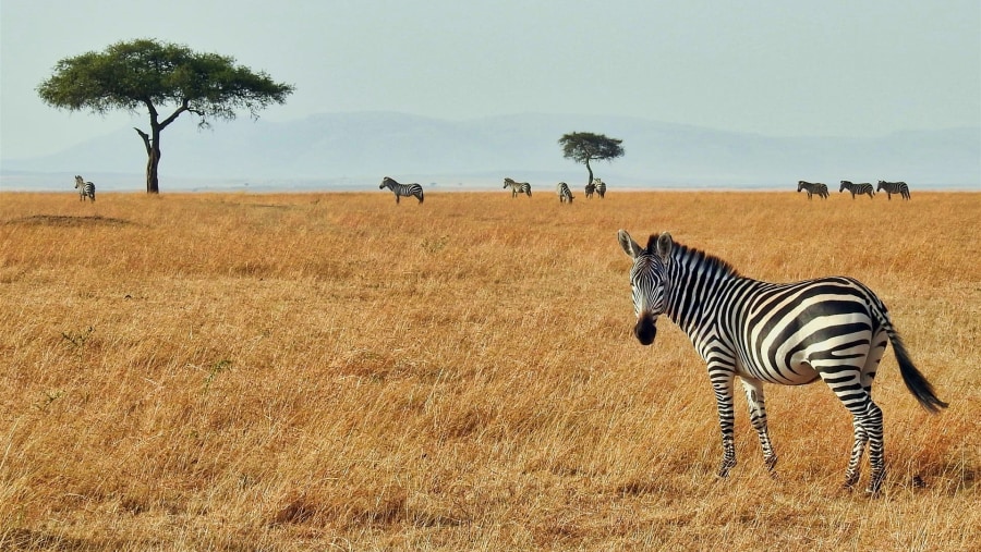 Zebra at Masai mara