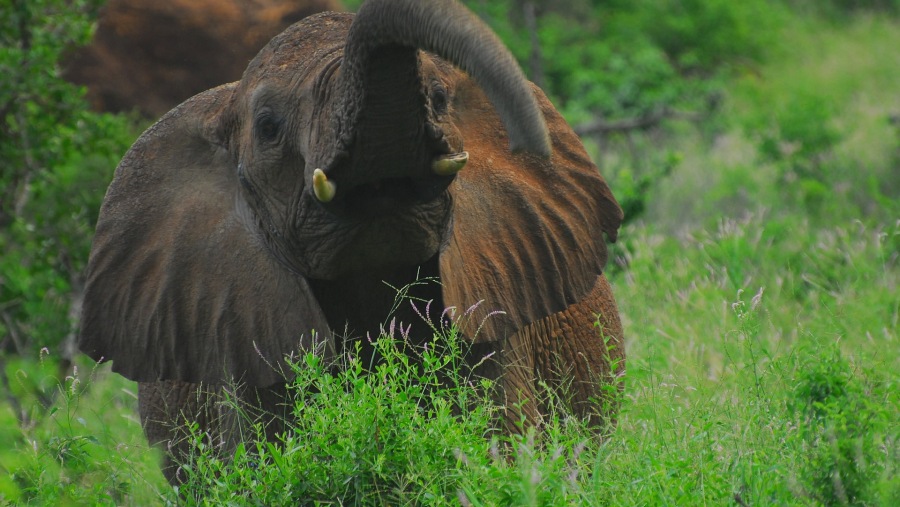 Elephant at Tsavo West National Park