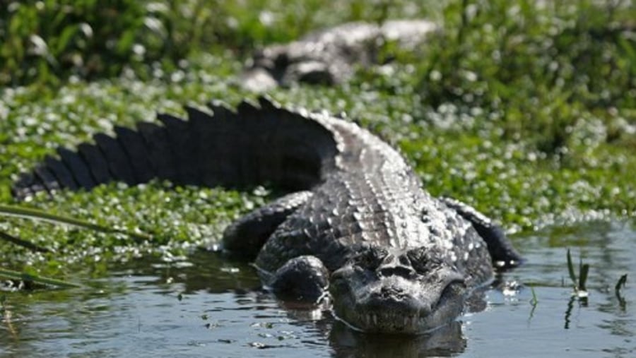 Alligators at the Amazon