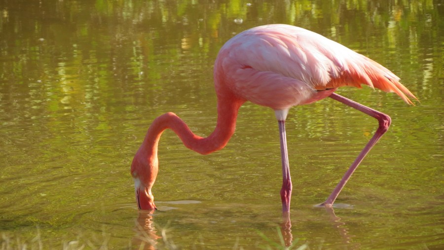 Flamingos in view