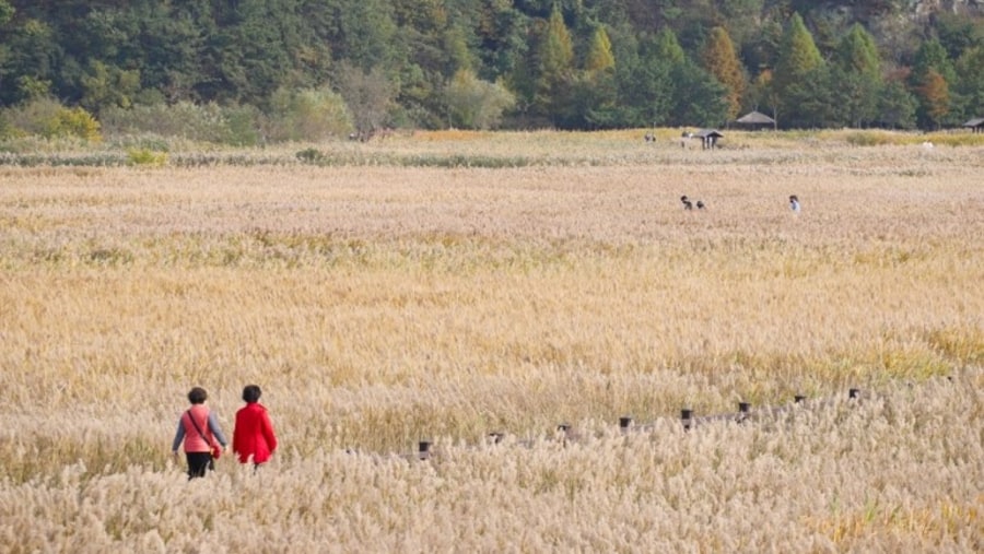 Suncheon Bay Wetland