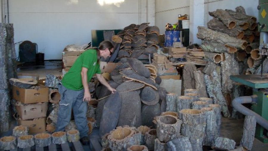 Peeled/Unpeeled Cork Oaks