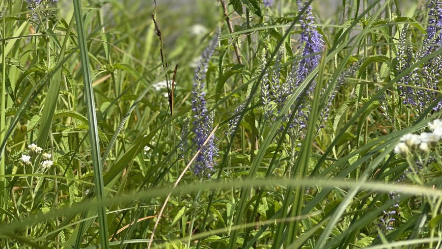 Veronica spicata