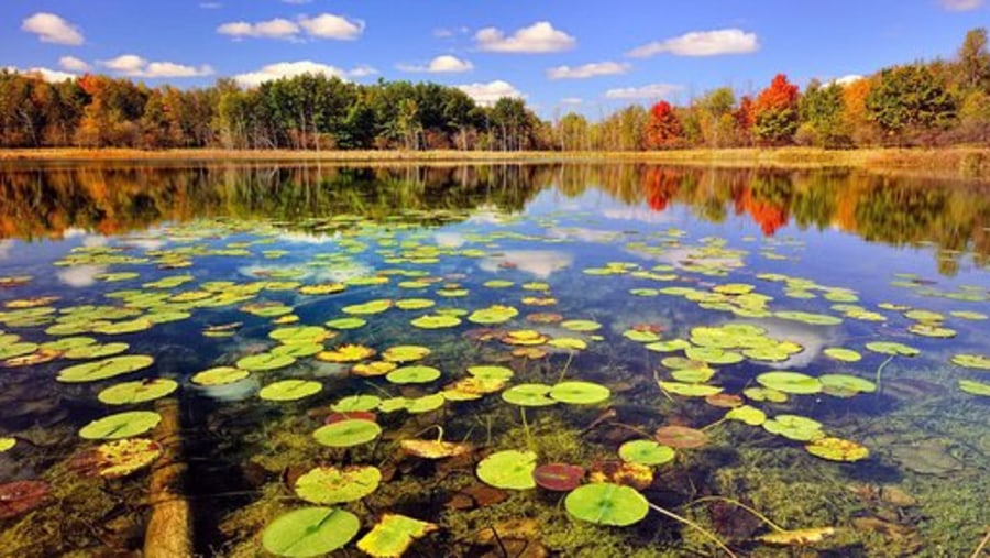 Anzali Lagoon