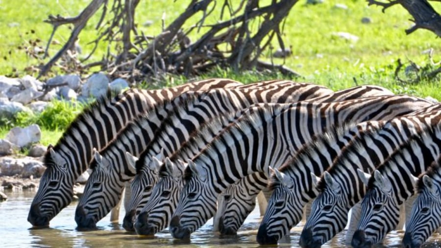 See the Fascinating Zebras and Other Animals in Kruger