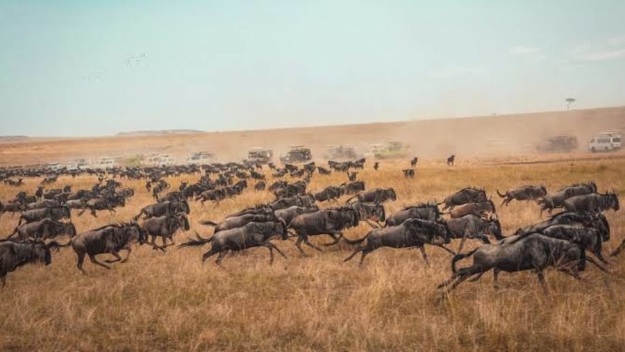 Wildebeests