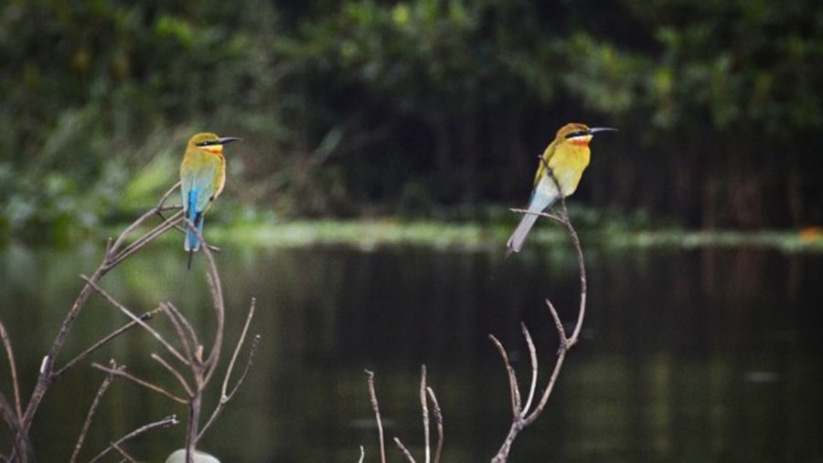 Green Bee Eater In Wilpattu National Park