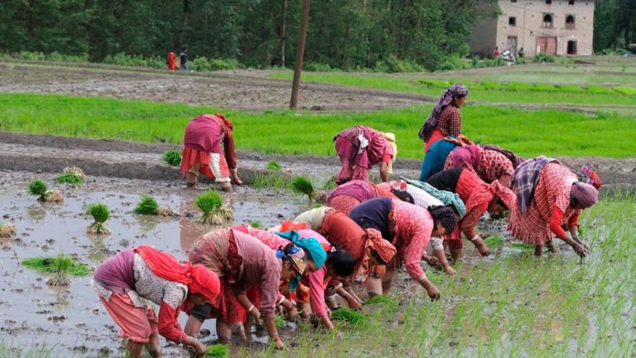 Rice Plantation in Nepal