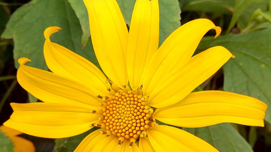 The Wildflower which is found in Uluguru mountains