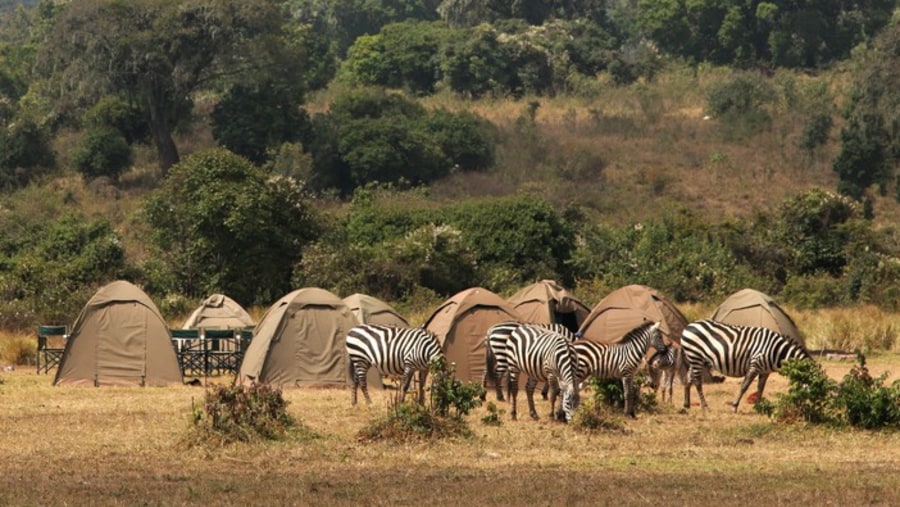 Zebras at Serengeti National Park, Tanzania