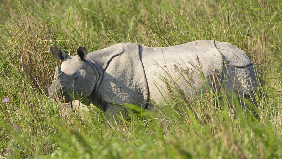 Kaziranga National Park