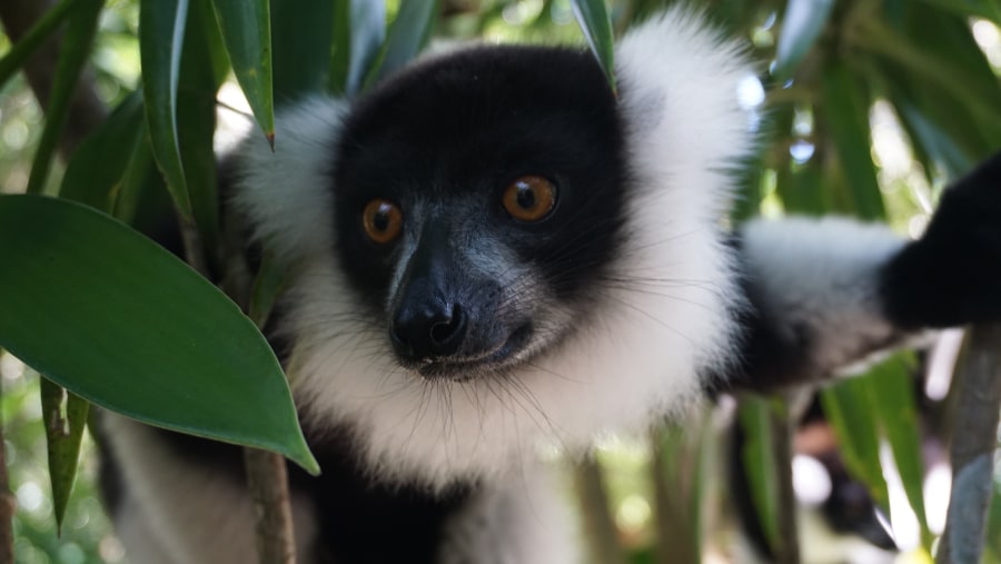 Lemurs in the National Park.