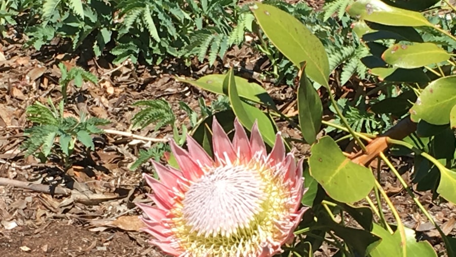 King Protea flowers around the garden route