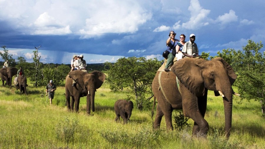 Elephant back safari