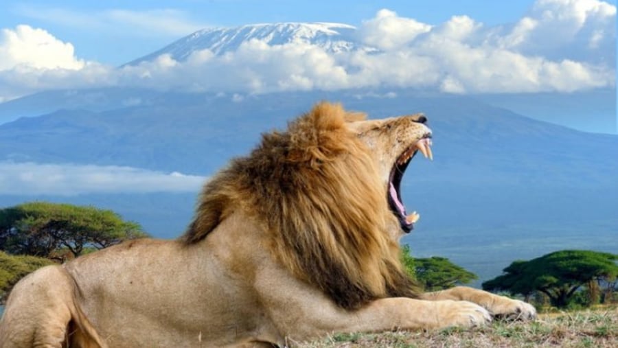 Mt Kilimanjaro - Amboseli