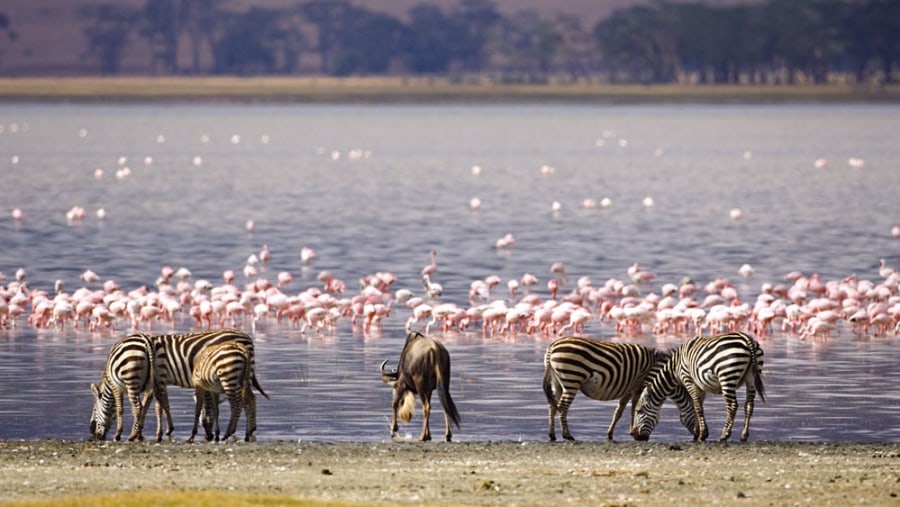 Zebra, Gnu and Pink Flamingos at Lake Nakuru