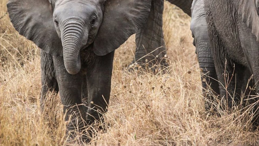Elephant at Serengeti National Park