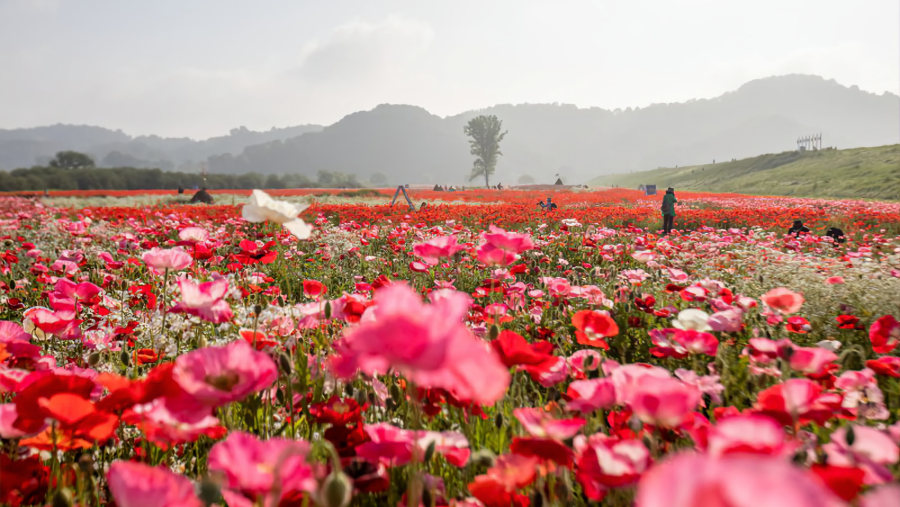 Spring flowers in full bloom on the bank.