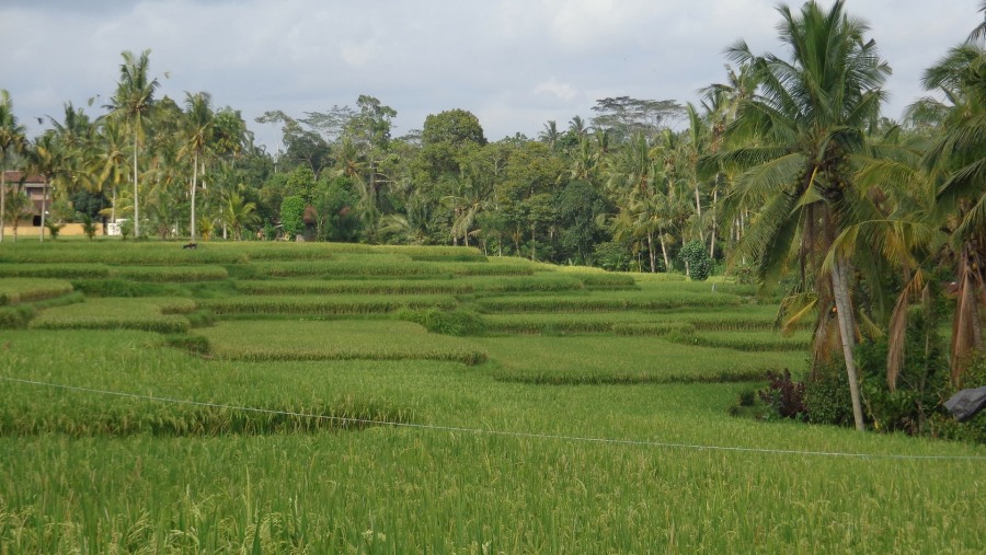 Rice fields in Ubud