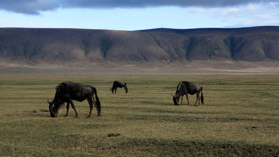 Animals grazing at the Ngorongoro Crater