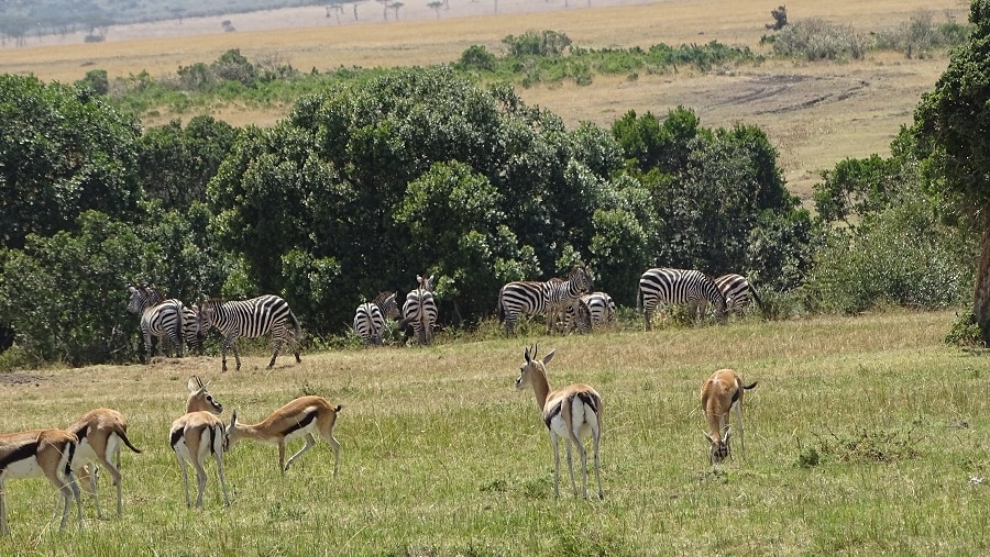 Zebras and Deers in Masai Mara