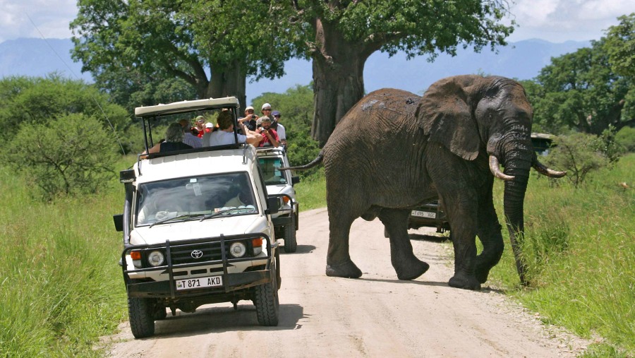 Elephant Encounter During Game Drive