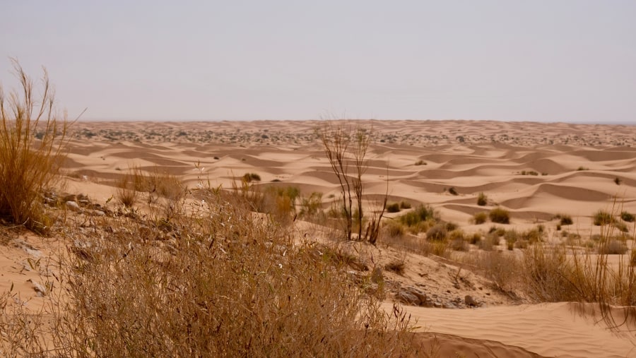 Admire the Desert Landscape, Ksar Ghilane