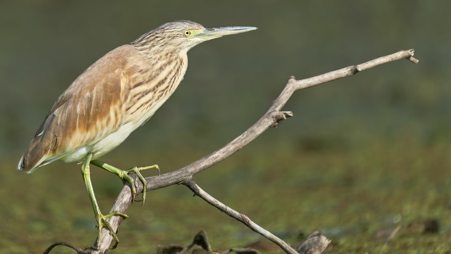 Squacco Heron