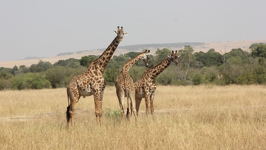 Giraffes at Masai Mara National Reserve