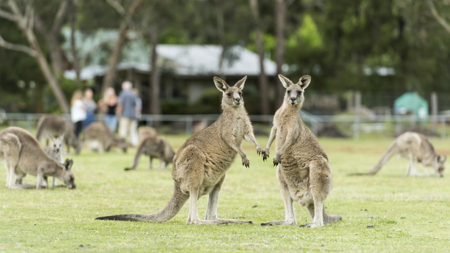 See wild kangaroos in the town of Halls Gap