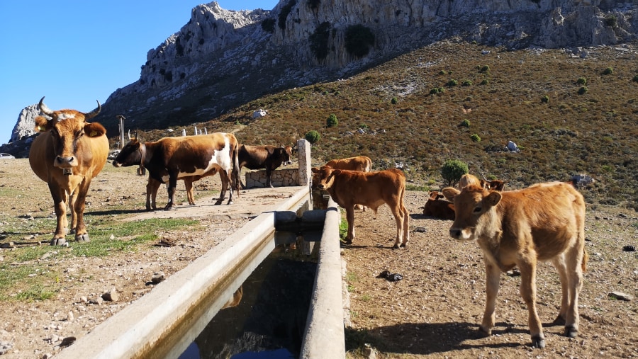 Local Life in Punta Cupeti