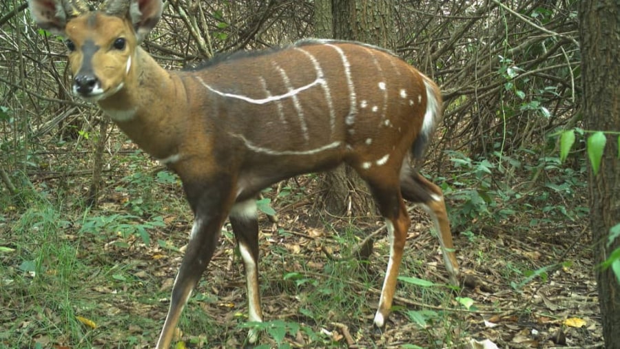 Spot antelopes in Shai Hills Park near Accra