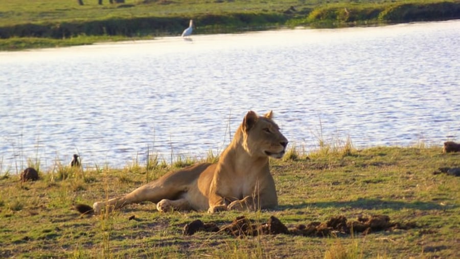 Sight lions in the Chobe National Park